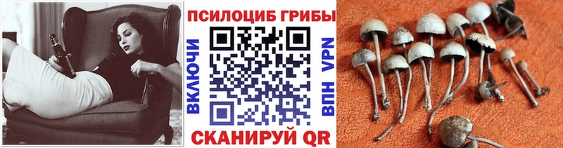 Галлюциногенные грибы Magic Shrooms  Купить  Томмот 